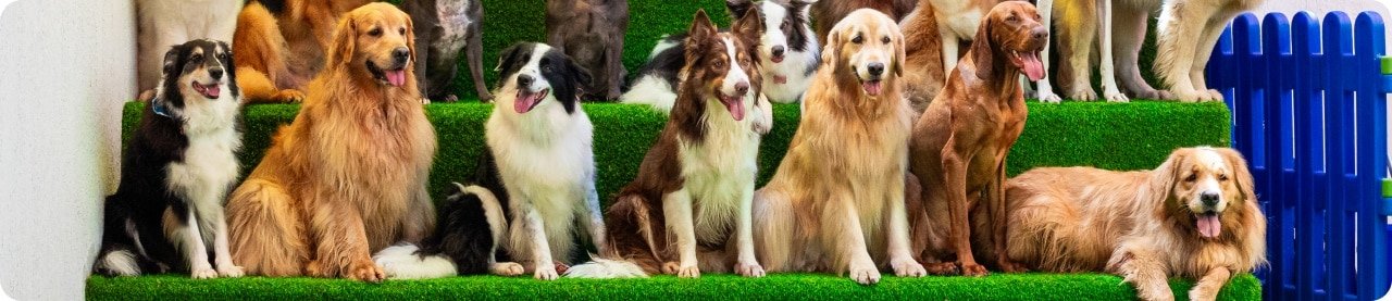 Grupo de cães felizes e obedientes