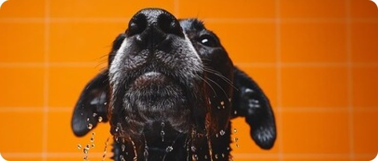 Cachorro de focinho molhado depois do banho
