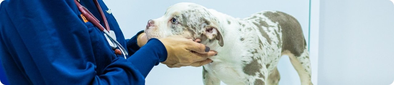 Veterinária examinando um filhote